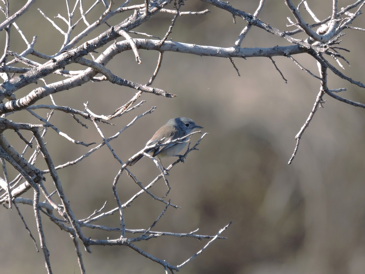 California Gnatcatcher - ML613040020