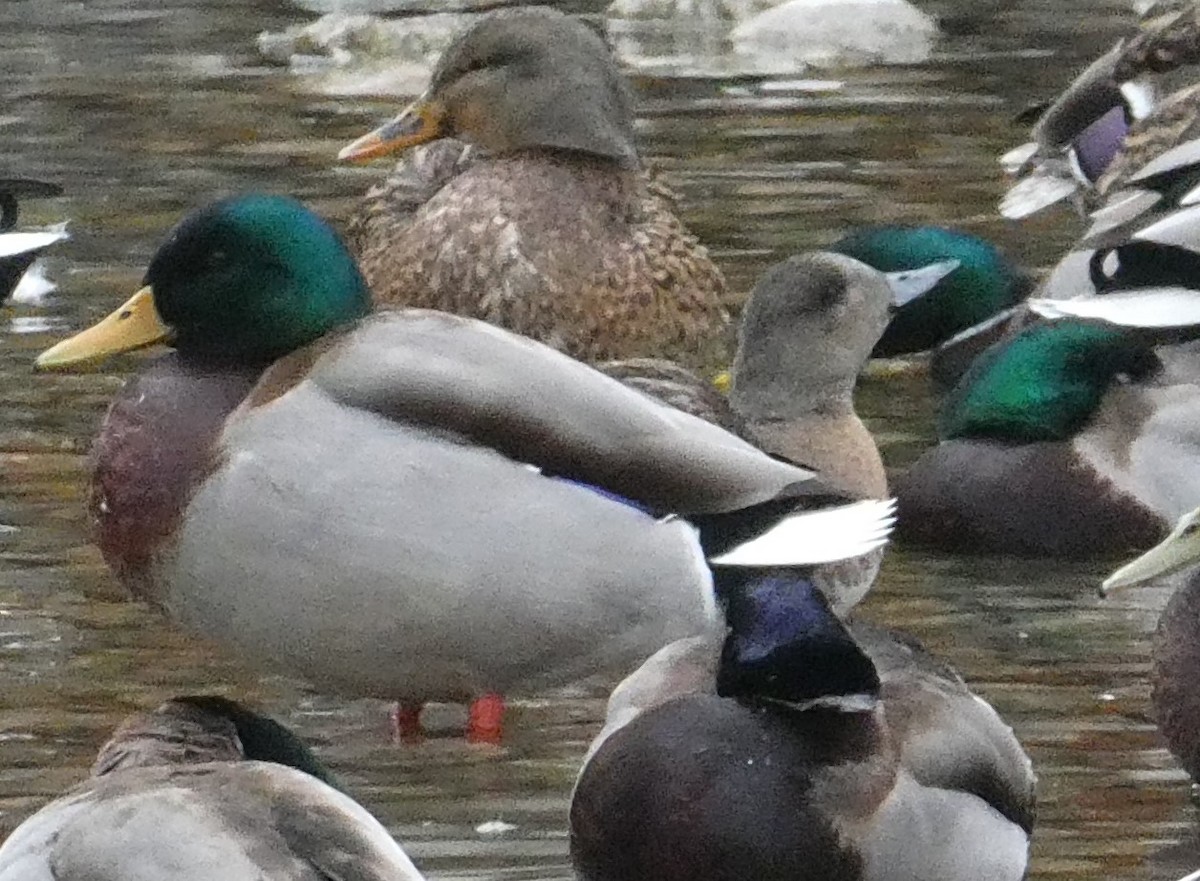 American Wigeon - ML613040037