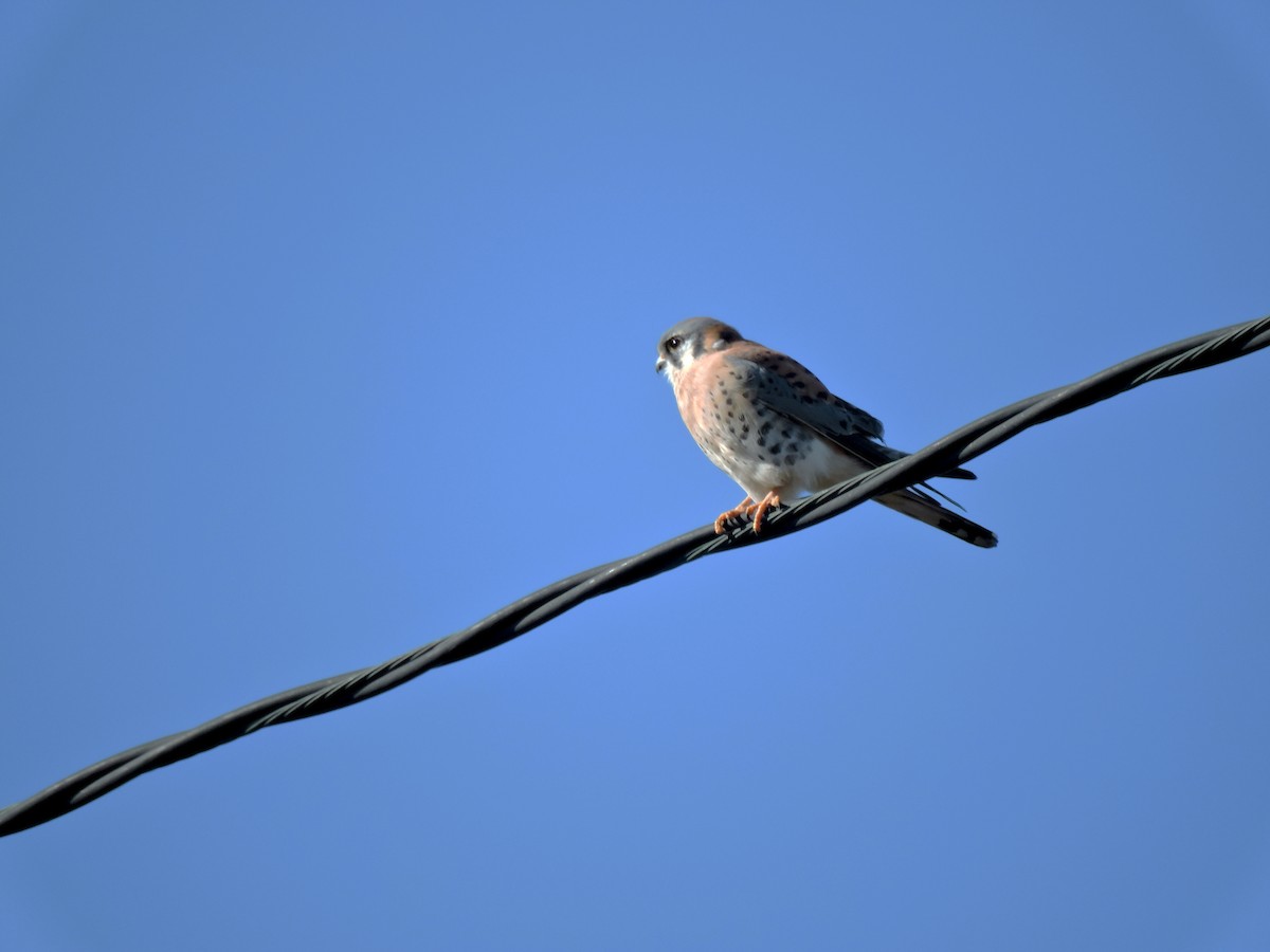 American Kestrel - ML613040044