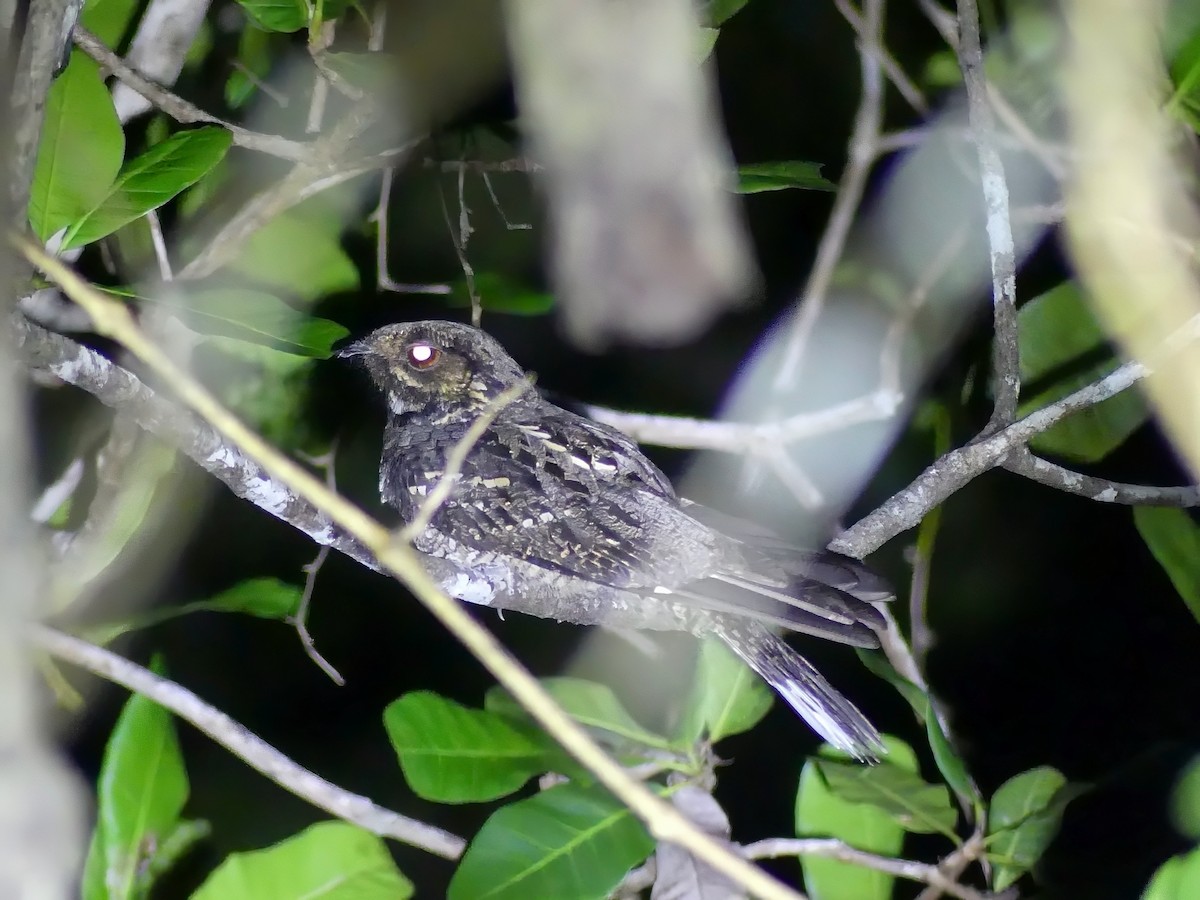 Andaman Nightjar - ML613040252