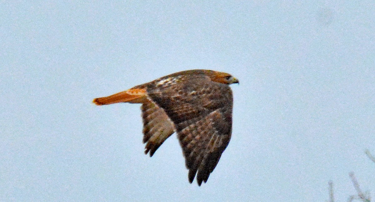 Red-tailed Hawk - ML613040323