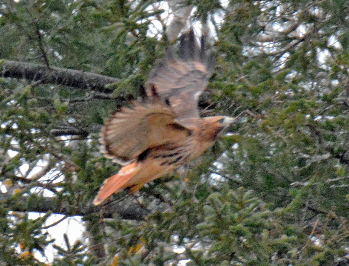 Red-tailed Hawk - ML613040324