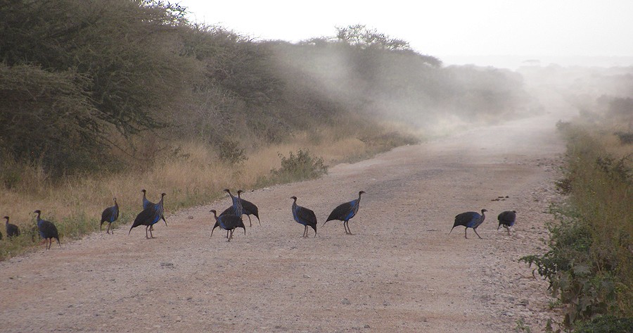 Vulturine Guineafowl - ML613040342