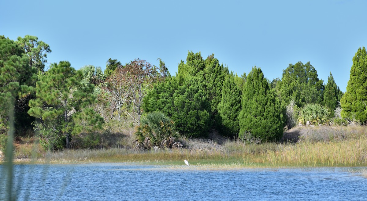 Büyük Ak Balıkçıl - ML613040408