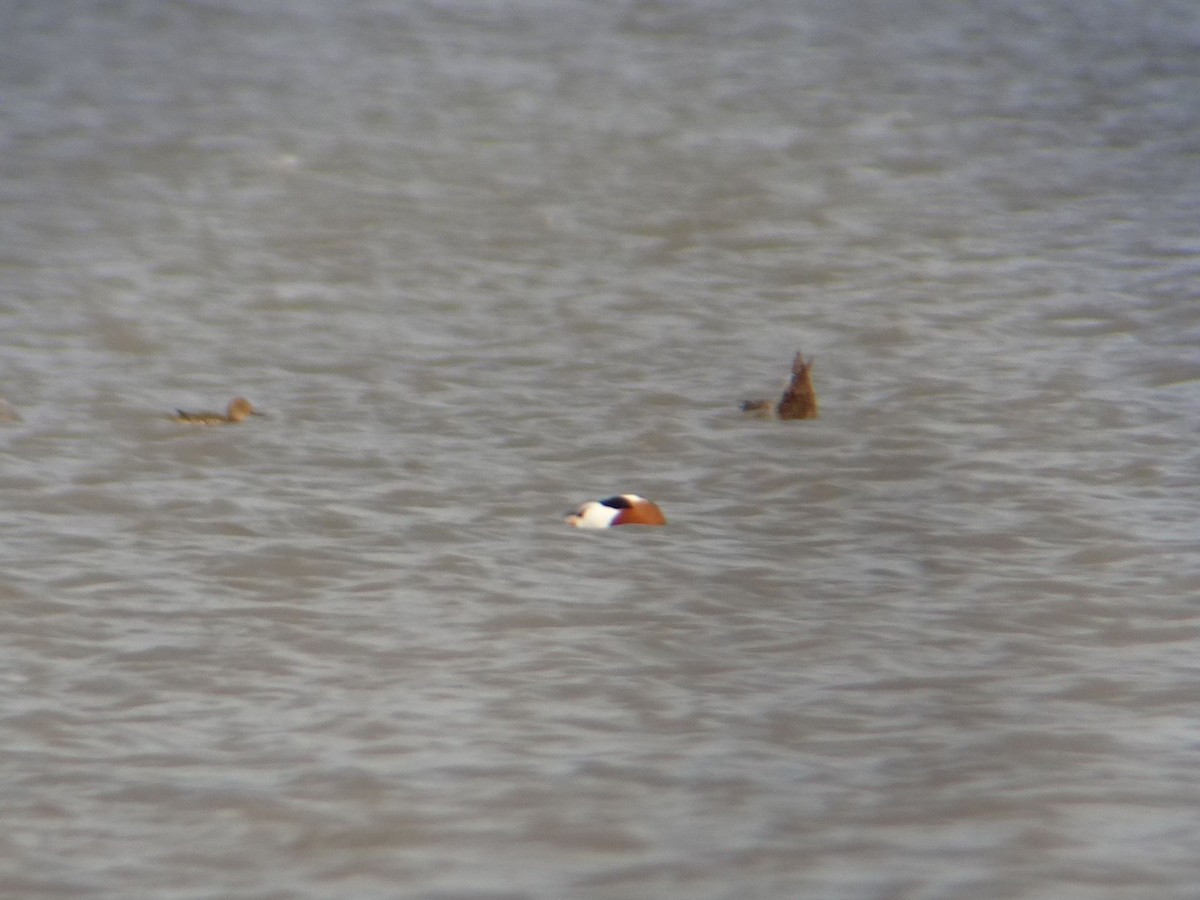 Common Shelduck - ML613040413