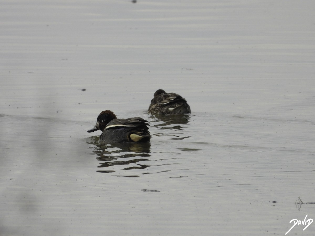 Green-winged Teal - ML613040415