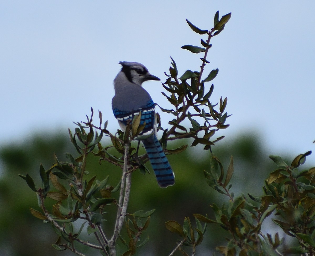 Mavi Karga - ML613040457