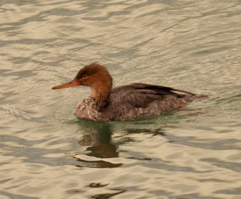 Red-breasted Merganser - ML613040501