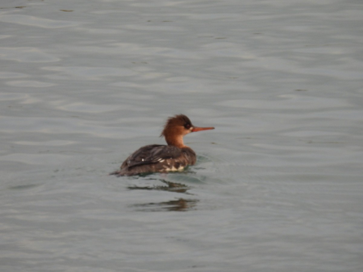 Red-breasted Merganser - ML613040502