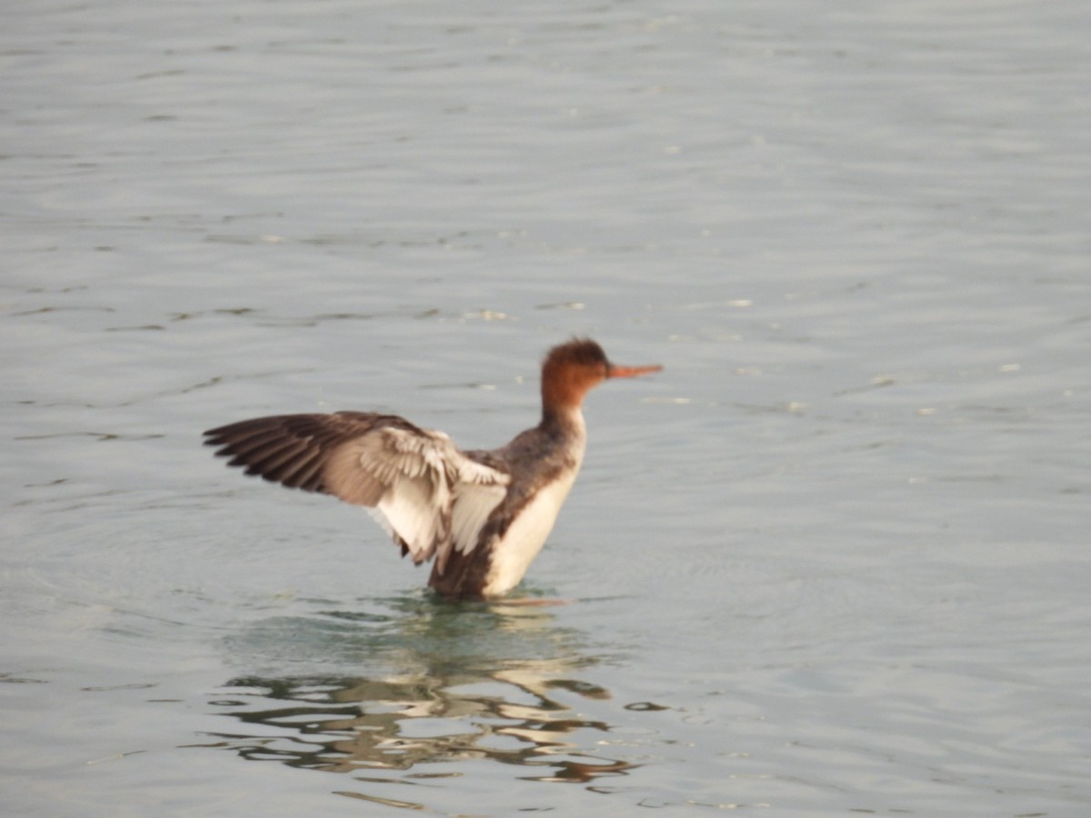 Red-breasted Merganser - ML613040503