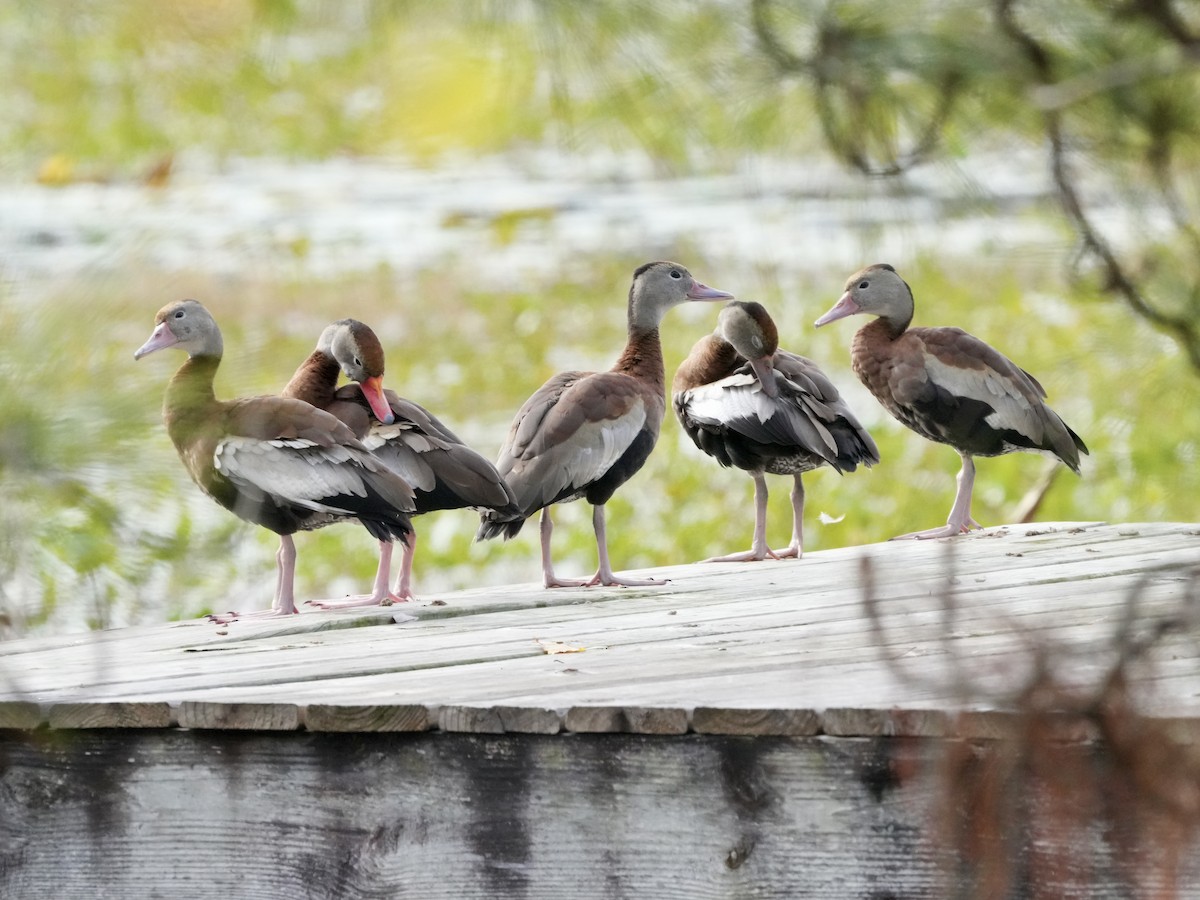 Black-bellied Whistling-Duck - ML613040512