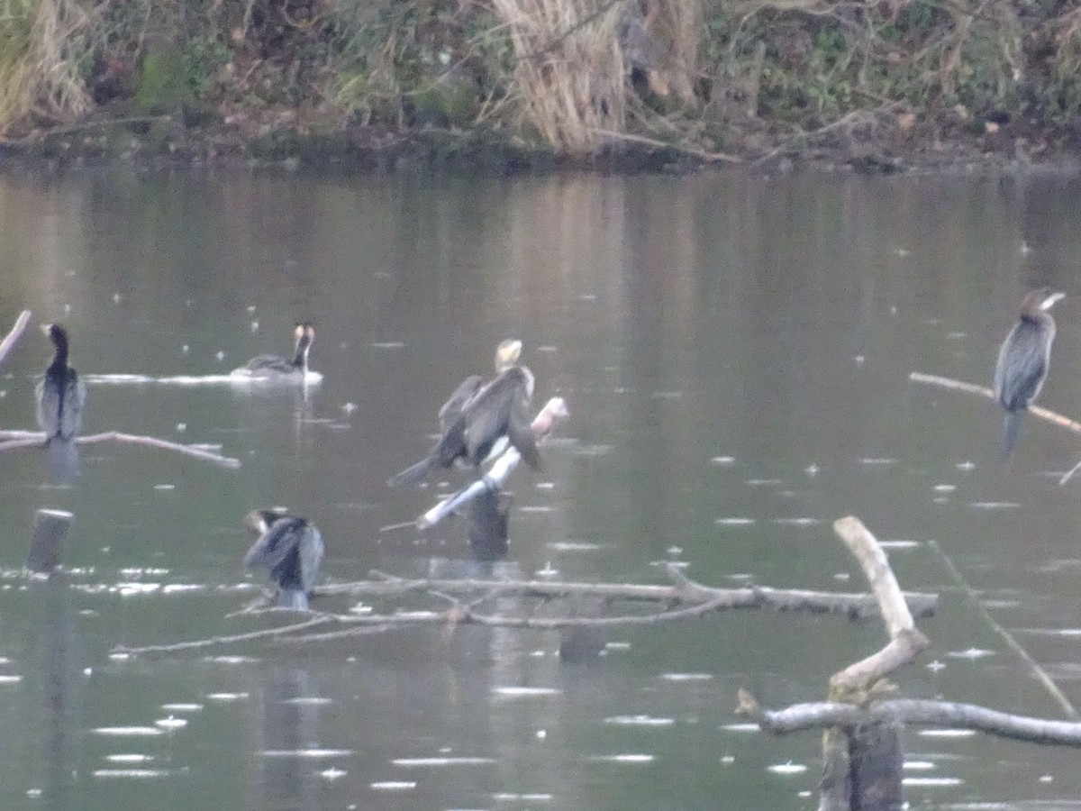 Pygmy Cormorant - ML613040519