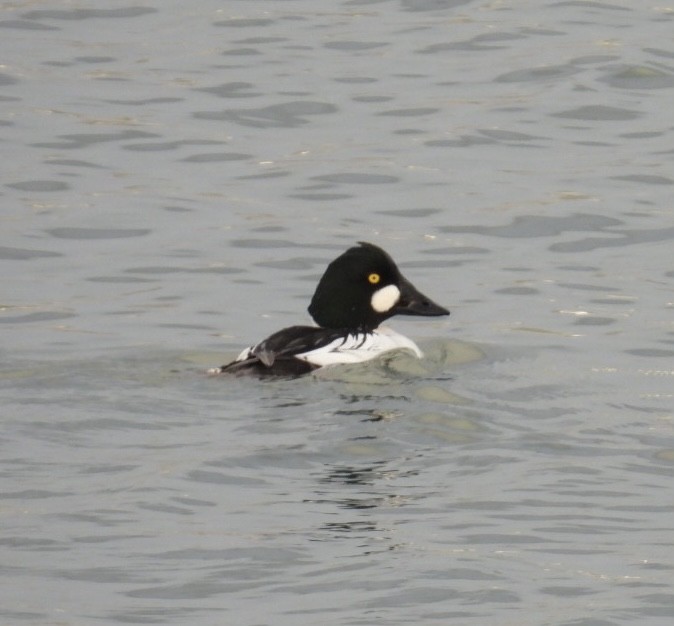 Common Goldeneye - ML613040541