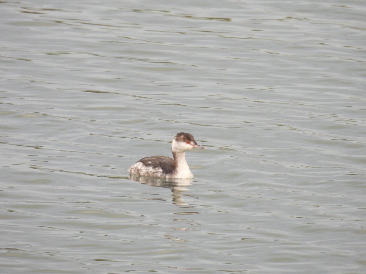 Horned Grebe - ML613040553