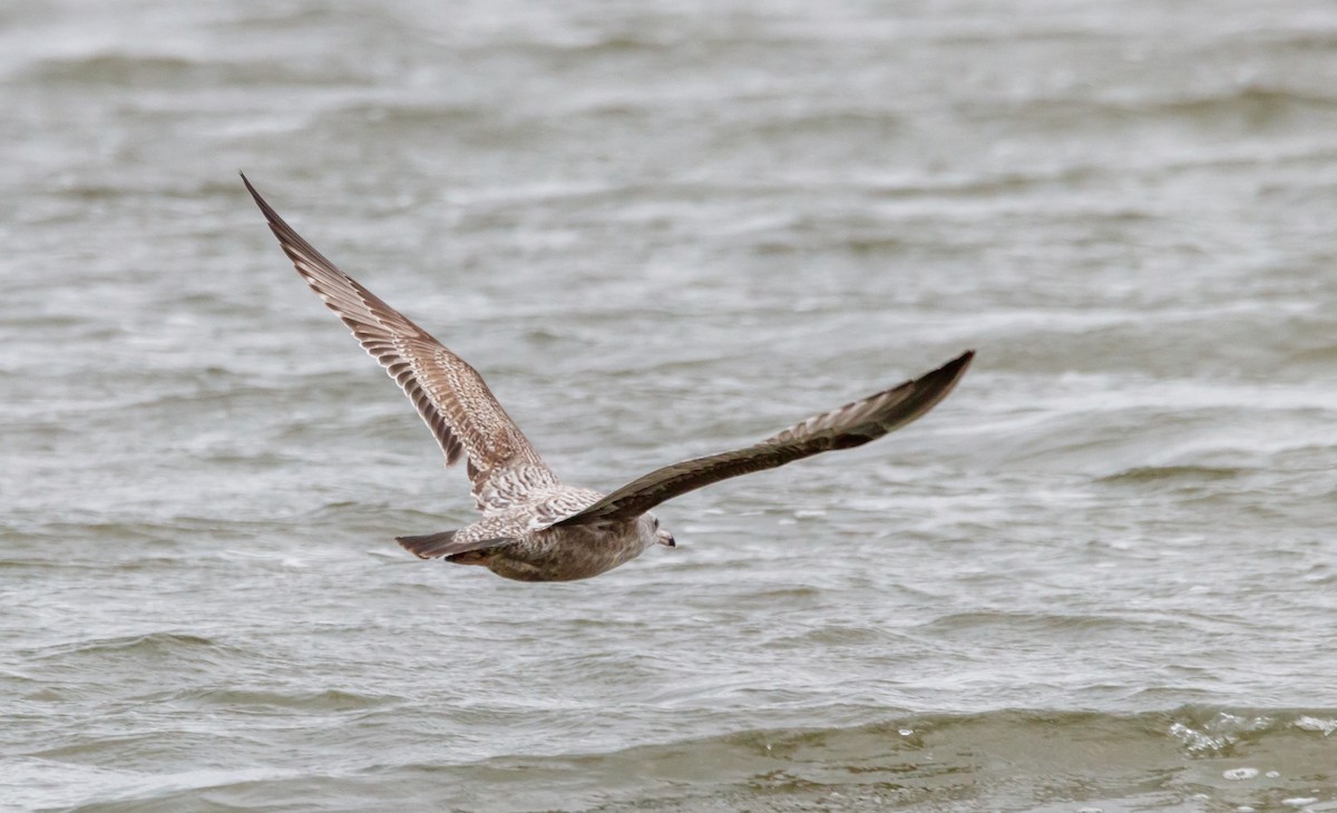 Herring Gull - ML613040554