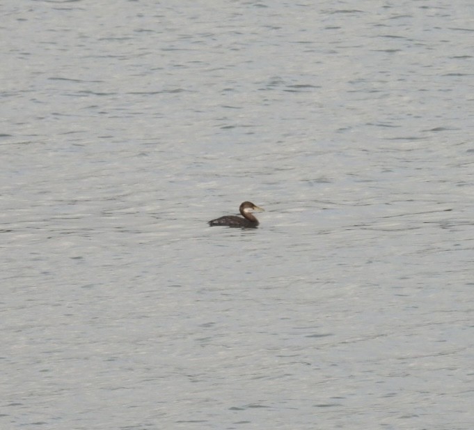 Red-necked Grebe - ML613040560