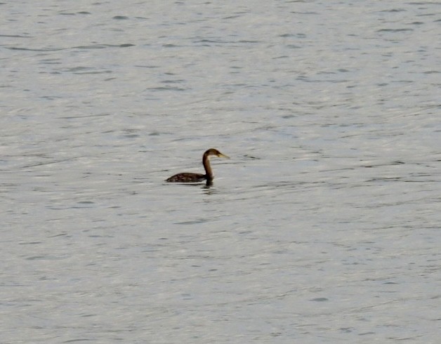 Red-necked Grebe - ML613040561