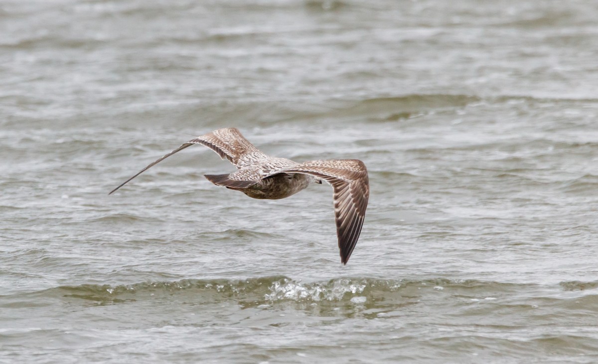 Herring Gull - ML613040592