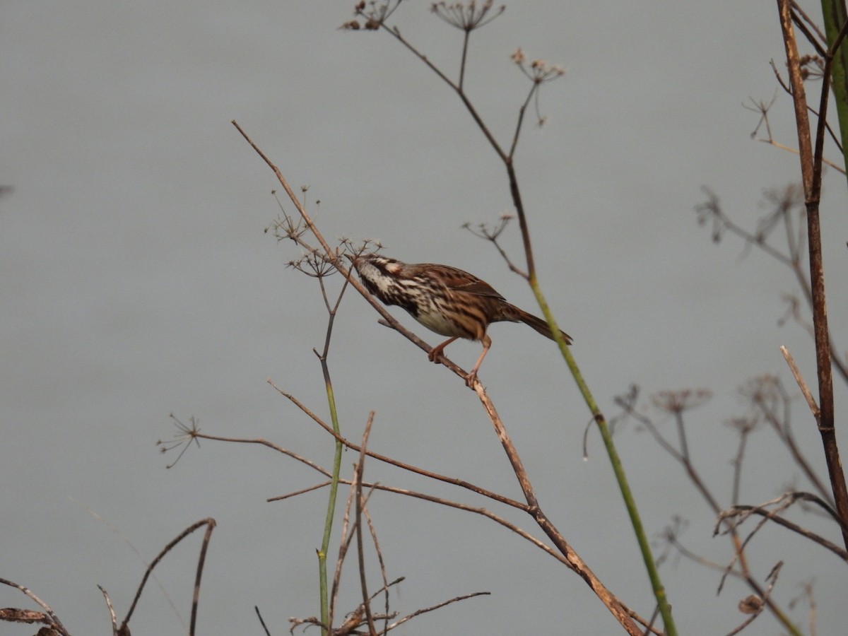 Song Sparrow - ML613040603