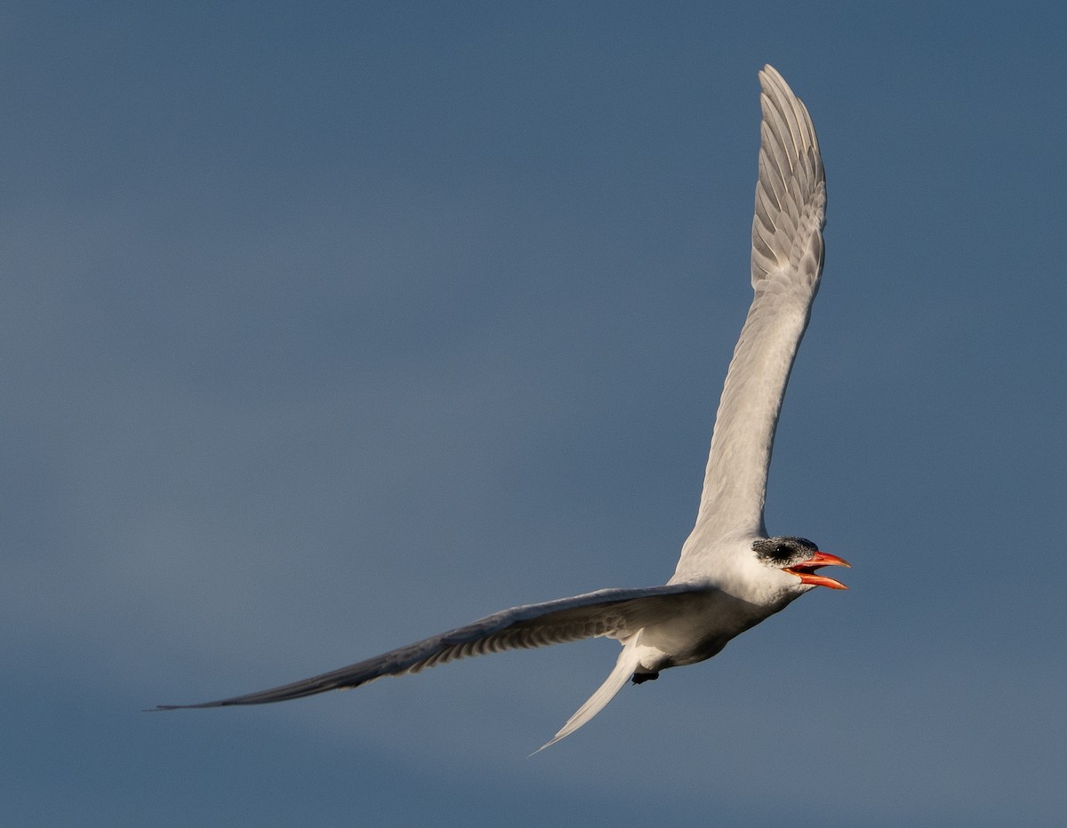 Caspian Tern - ML613040607