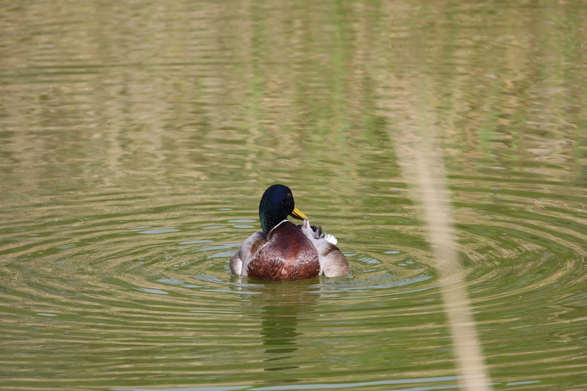 Canard colvert - ML613040616