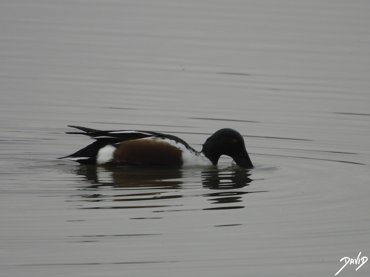 Northern Shoveler - ML613040648