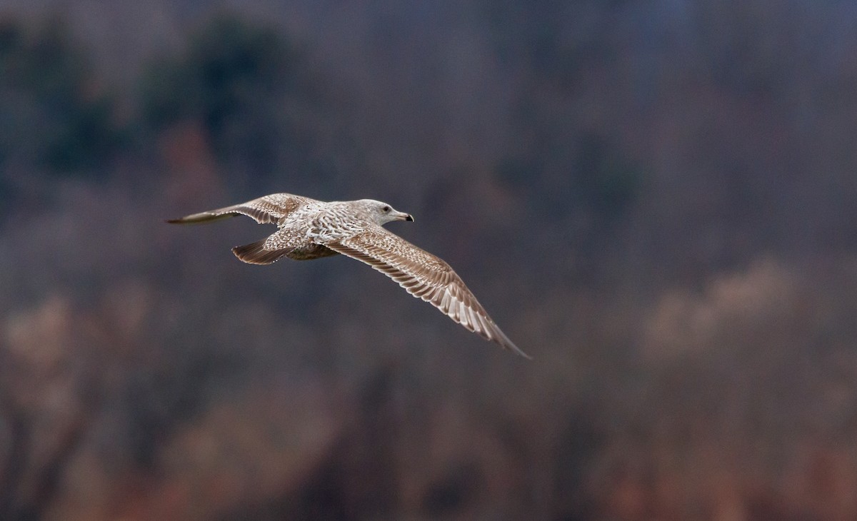 Herring Gull - ML613040651