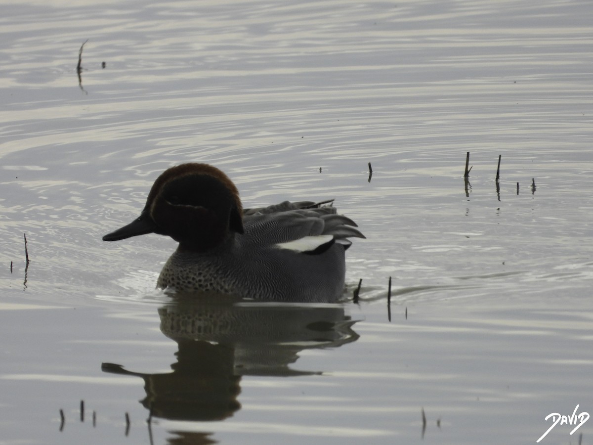 Green-winged Teal - ML613040662