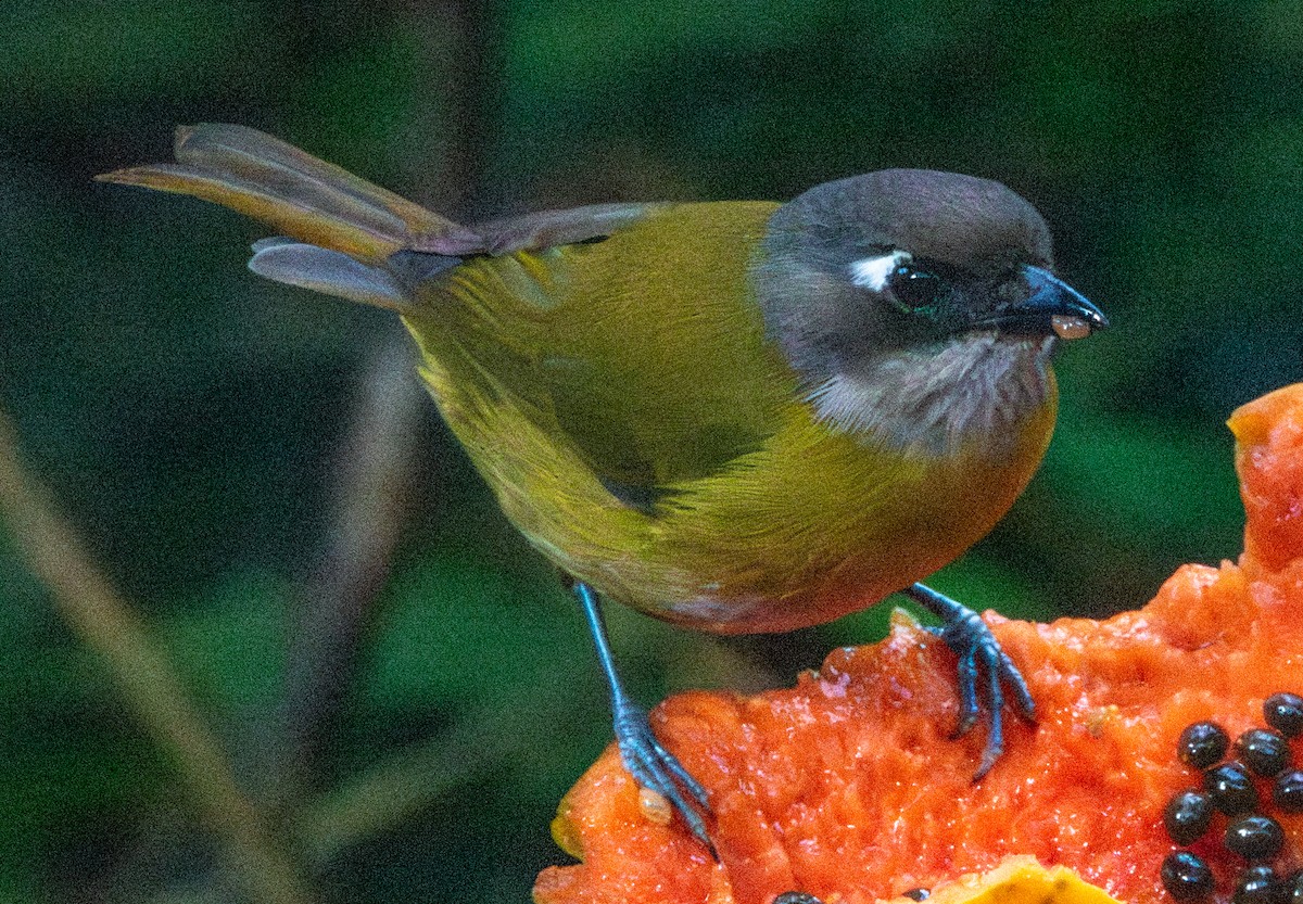 ヤブフウキンチョウ - ML613040675