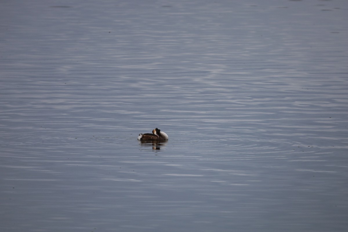 Great Crested Grebe - ML613040683