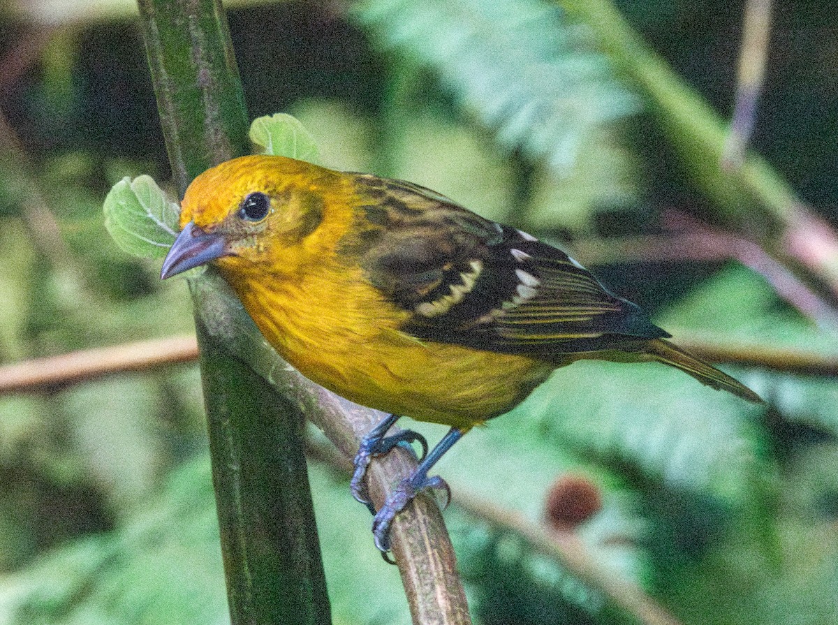 Flame-colored Tanager - Spat Cannon