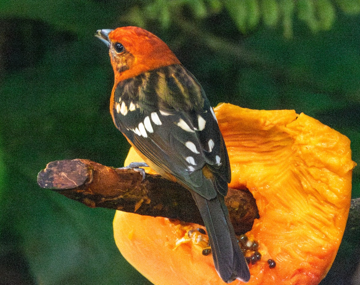 Flame-colored Tanager - Spat Cannon