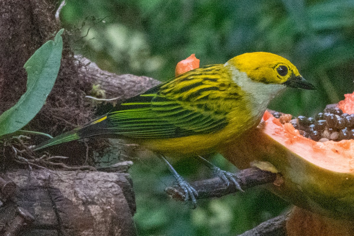 Silver-throated Tanager - Spat Cannon