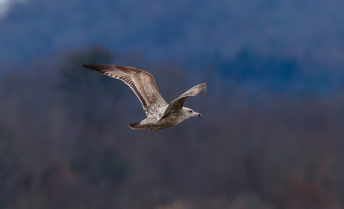 Herring Gull - ML613040714