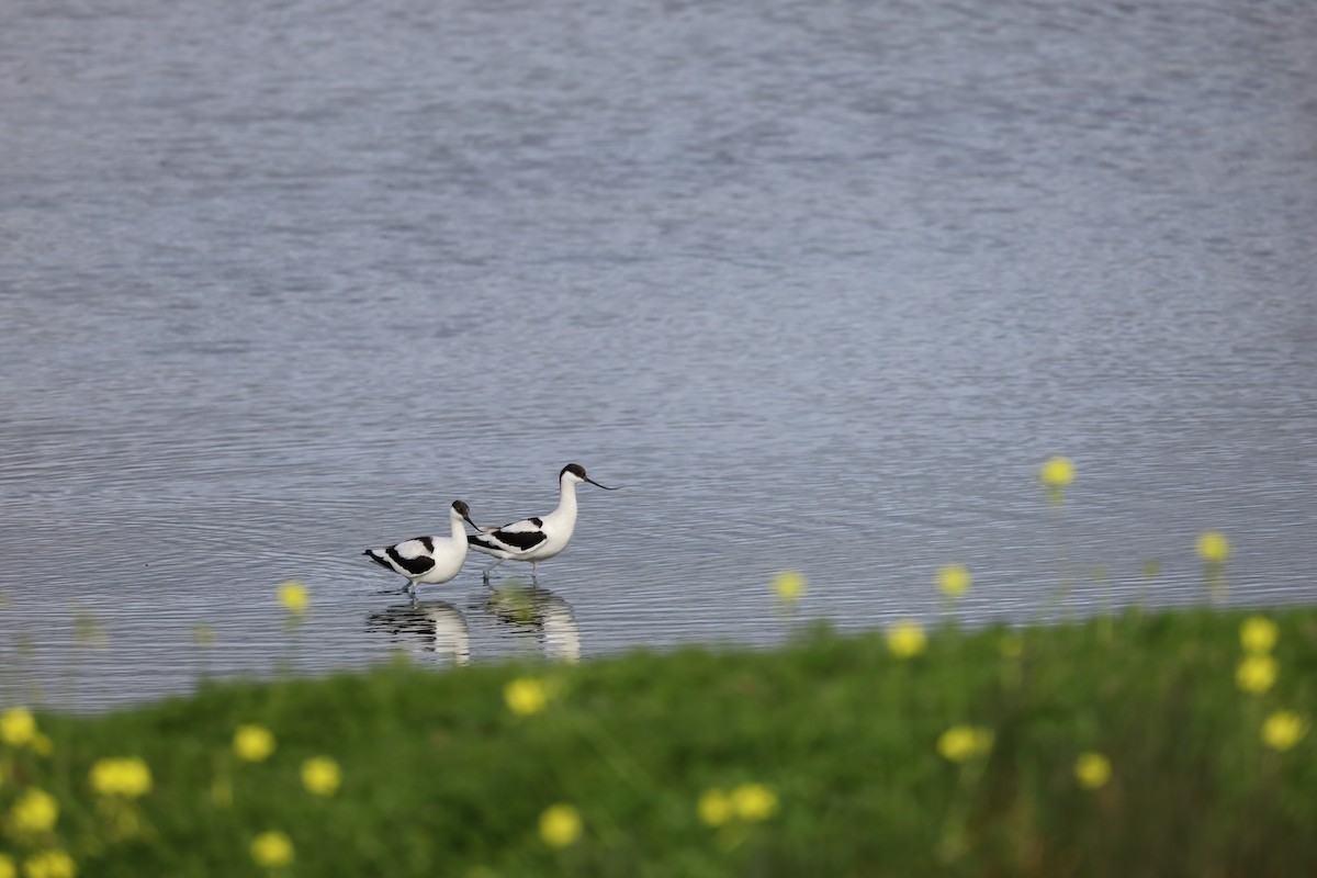 Pied Avocet - ML613040753