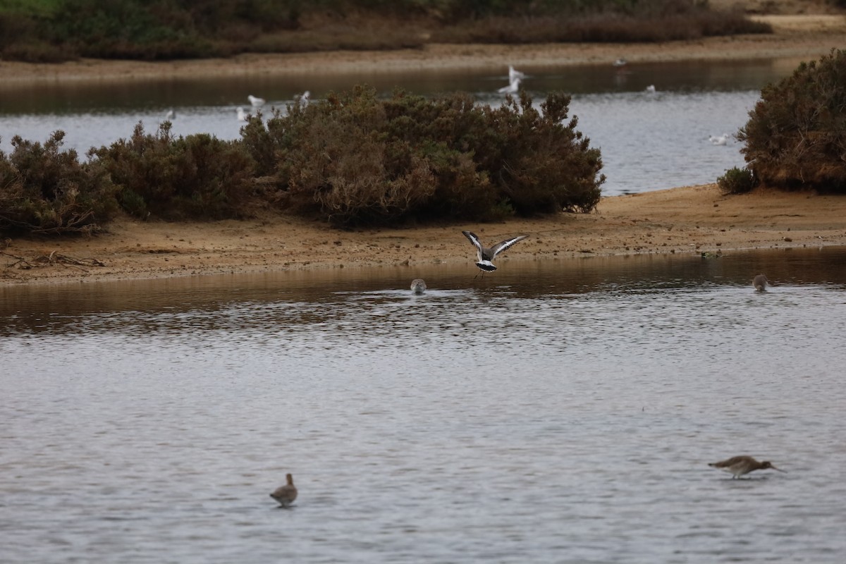 Black-tailed Godwit - ML613040776