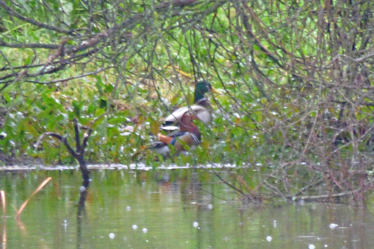 Mandarin Duck - ML613040812