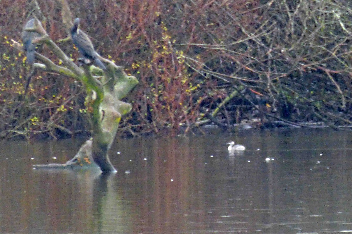 Eared Grebe - ML613040828