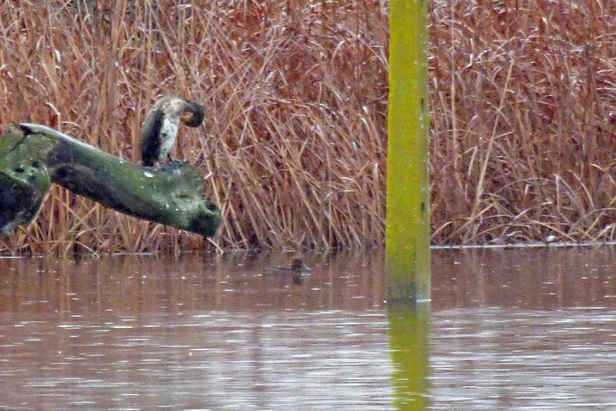 Ferruginous Duck - ML613040836