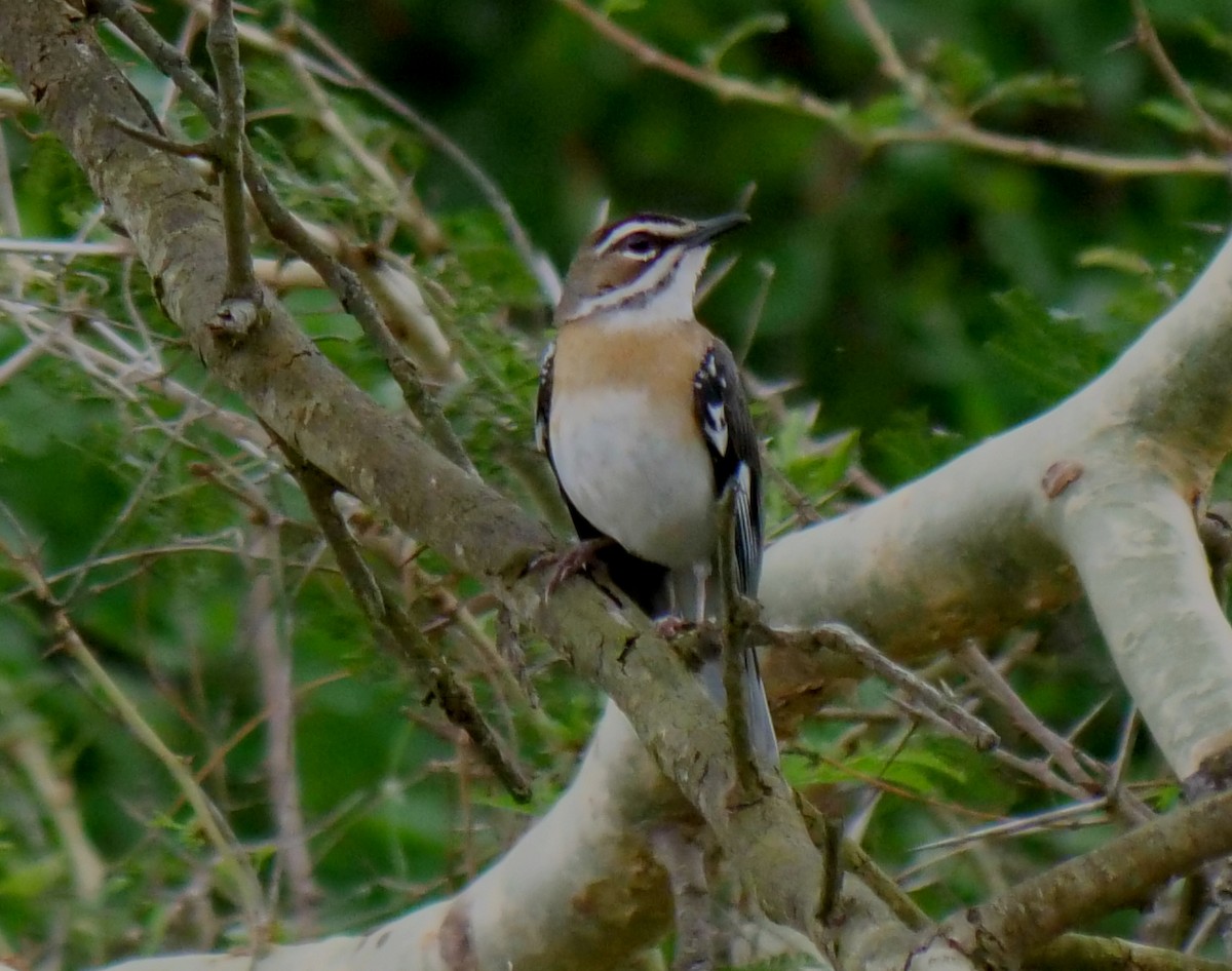 Bearded Scrub-Robin (Bearded) - ML613040929