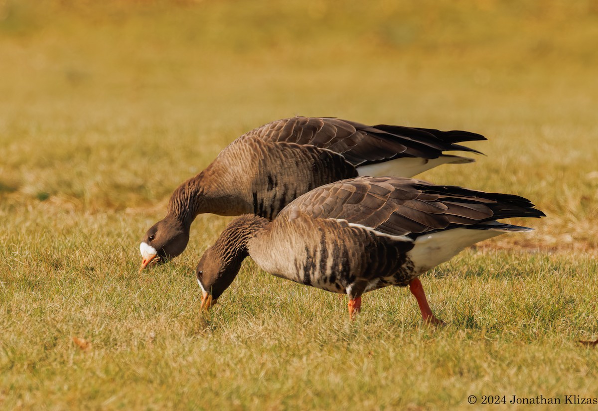 Greater White-fronted Goose - ML613040966