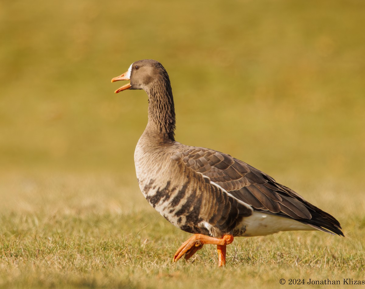 Greater White-fronted Goose - ML613040967