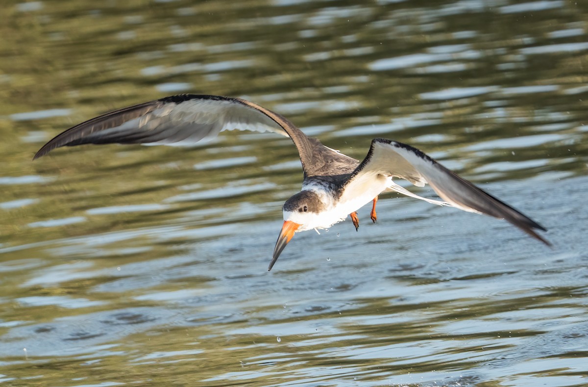 Black Skimmer - Ted Zobeck