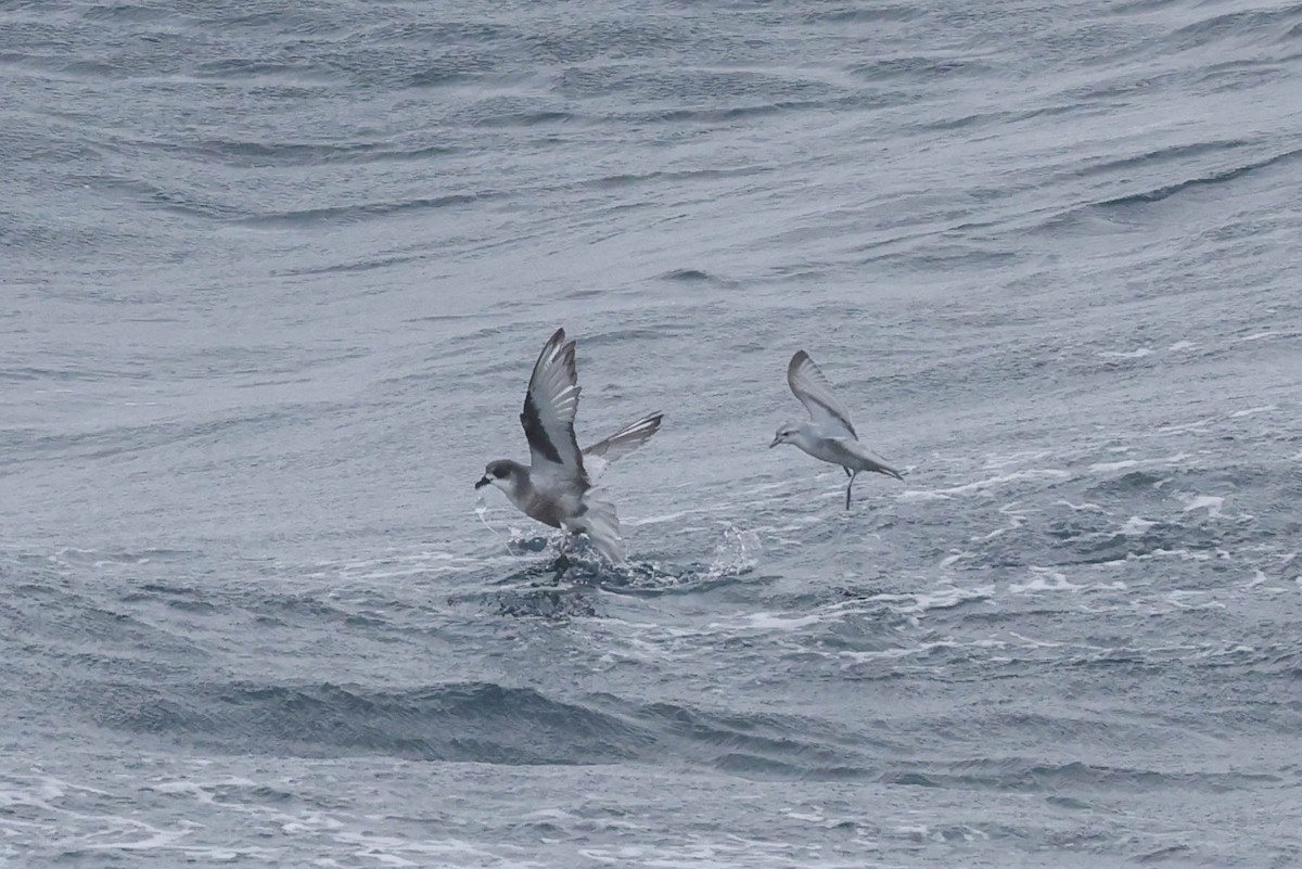 Mottled Petrel - ML613041016