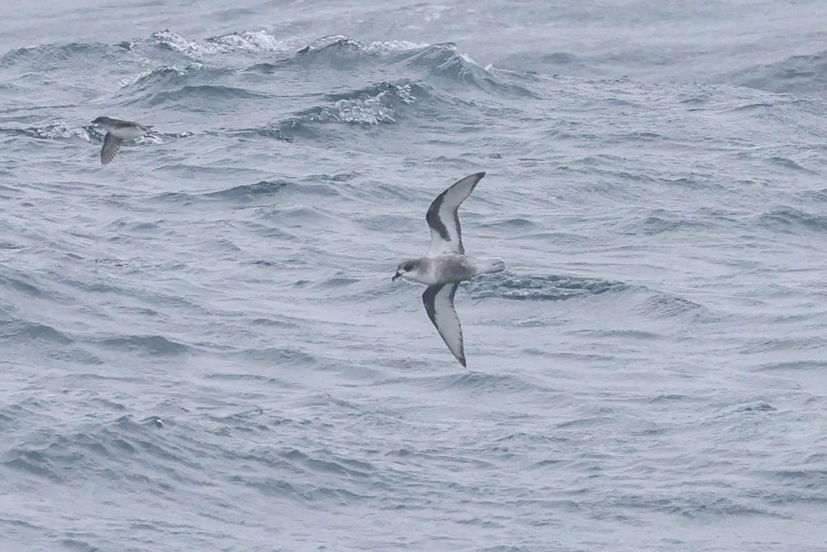 Mottled Petrel - ML613041023