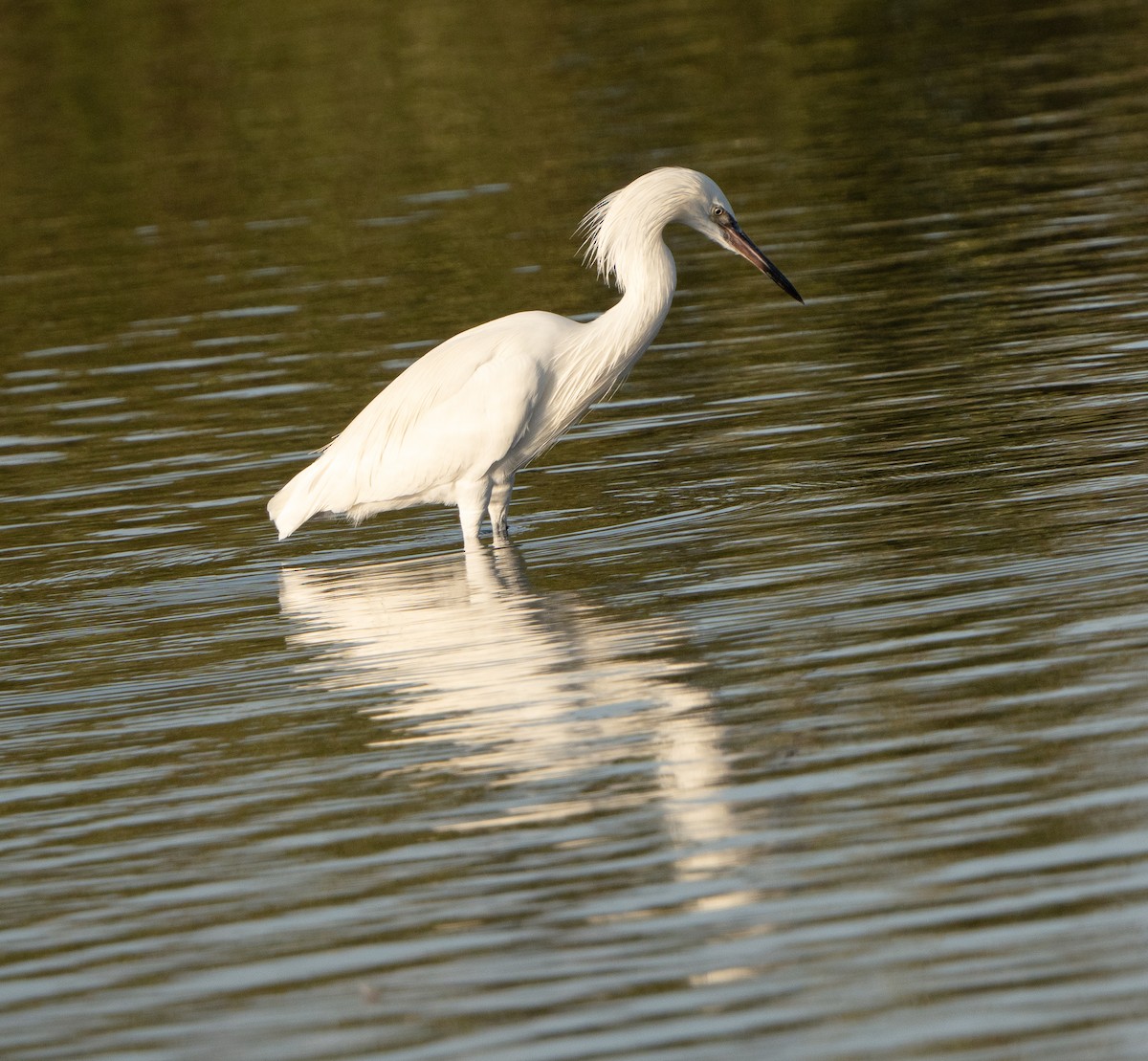 Aigrette roussâtre - ML613041081