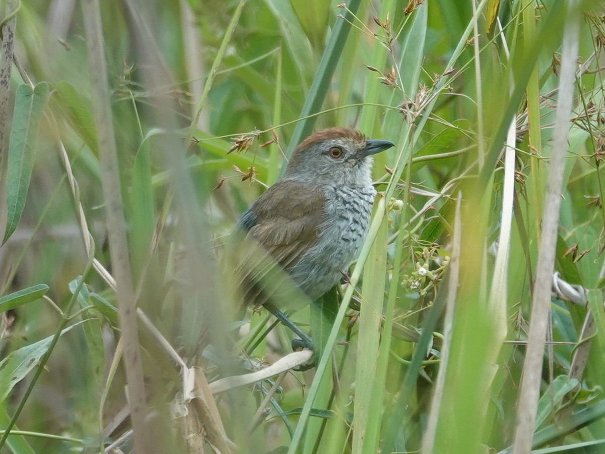 Rufous-capped Antshrike (Southern) - ML613041097