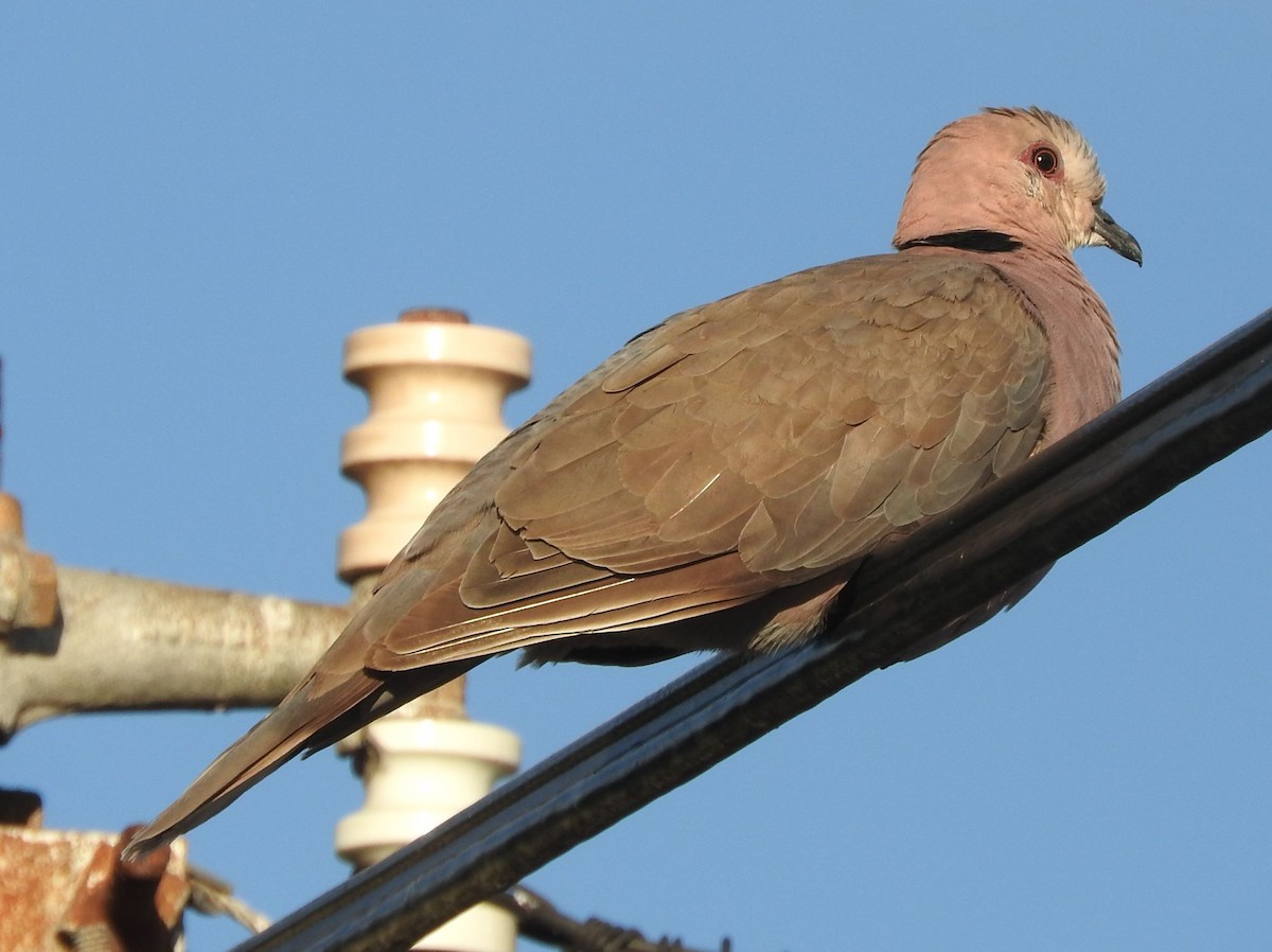 Red-eyed Dove - ML613041169