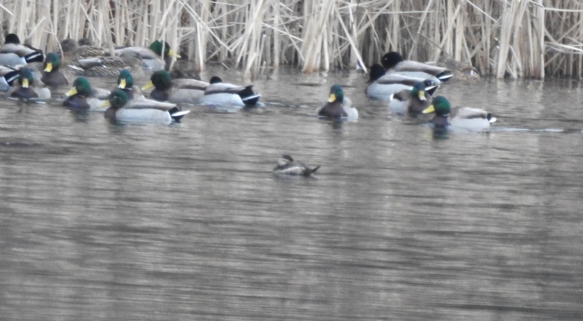 Ruddy Duck - ML613041248