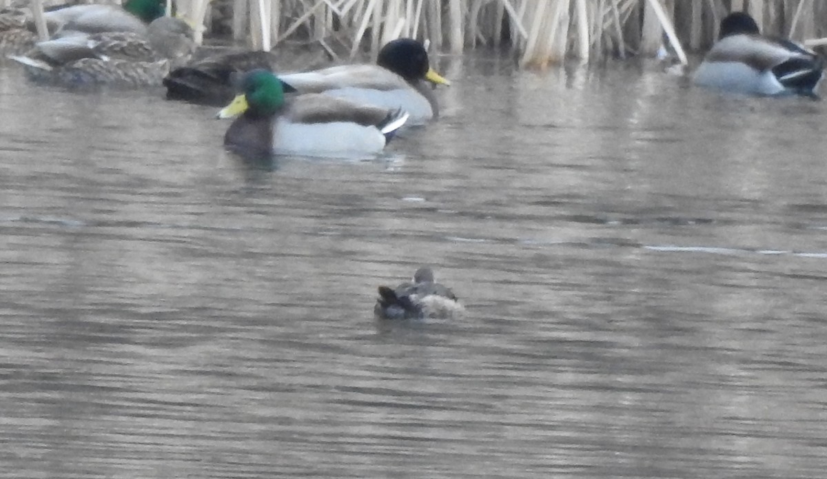 Ruddy Duck - ML613041249